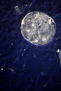 allismicro Microla